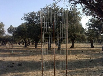 Mallazo-reforestacion-2